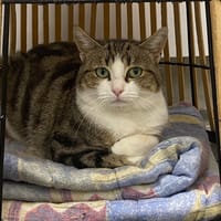 SPEEDY, chatte à adopter