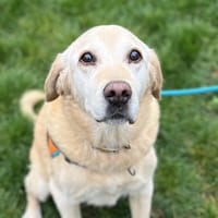 SIMBA, chien à adopter