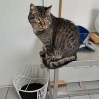AMON, chat à adopter