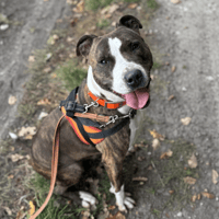 BIC HAA24447, chien à adopter