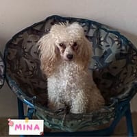MINA, cane femmina da adottare