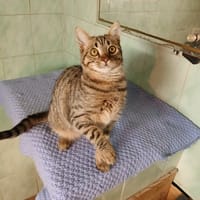 ASKIP, chat à adopter