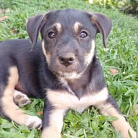 AYLA, chiot femelle Berger Créole, chienne à adopter