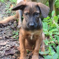 LUMA, chiot Berger Créole femelle, chienne à adopter
