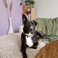 TILOUP Croisé Labrador, chien à adopter