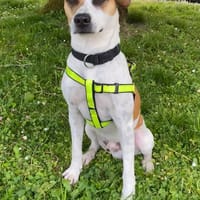 ELLIOT, mâle croisé créole, né le 25/06/2023 🌜, chien à adopter