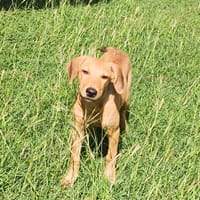 COOKIE, chiot femelle Berger Créole, chienne à adopter