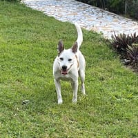 🐾 À L’ADOPTION – FÉFÉ, la complice idéale pour toutes vos aventures ! 🐾, chienne à adopter