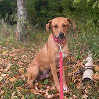 CHOUPY, Mâle berger créole junior, chien à adopter