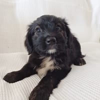 MARAYA, chiot femelle Berger Créole, chienne à adopter