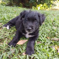 AÏKO, chiot mâle Berger Créole, chien à adopter
