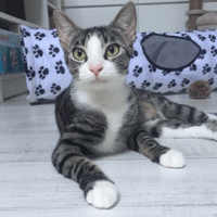 Aloha, chatte à adopter