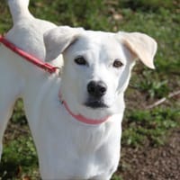 LILOU Berger Créole Femelle adulte, chienne à adopter
