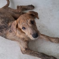 TEQUILA, chiot femelle croisée, chienne à adopter