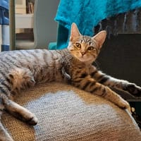 Aurora, chatte à adopter