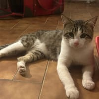 DIDIER, chat européen, chat à adopter