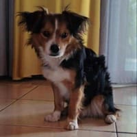 ASKIP, chien à adopter