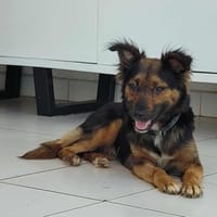 KESA, chienne à adopter
