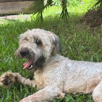 CHAPLIN,  Croisé Griffon Créole junior, chien à adopter