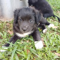 CHELSY, chiot femelle Berger Créole, chienne à adopter