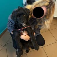 SUN, chien à adopter