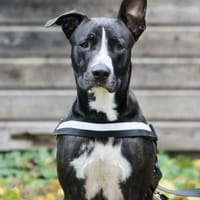 JEÏKO Mâle Berger créole, chien à adopter