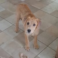 MANHATTAN, chiot femelle croisée, chienne à adopter
