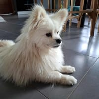 SKAH, chien à adopter