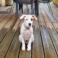 ARCHIE, chiot mâle Berger Créole, chien à adopter