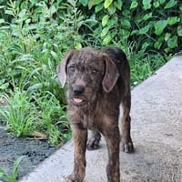 DAIKIRI, chiot femelle croisée, chienne à adopter