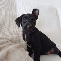 LOLI, chiot femelle Berger Créole, chienne à adopter
