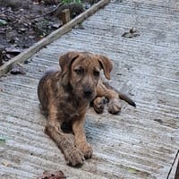 MARGARITA, chiot femelle croisée, chienne à adopter