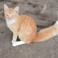 HORUS, chat junior mâle type européen, chat à adopter