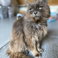 papou, chat à adopter