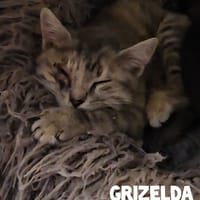 Grizelda, chatte à adopter