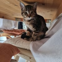 paupiette, chatte à adopter