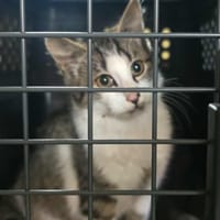 Milo, chat à adopter