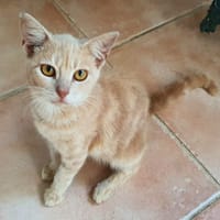 NATOU, chaton mâle, type européen, chat à adopter