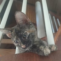 AGATE, chaton femelle, type européen, chatte à adopter