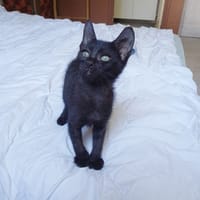 ONYX, chaton mâle, type européen, chat à adopter