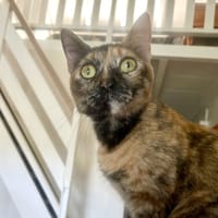 SPHINXY, chat femelle européen, chatte à adopter