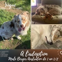 Vogue, chien à adopter