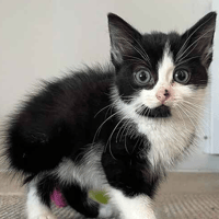 Ellen, female cat to adopt