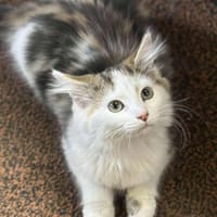 Plumeau, chatte à adopter