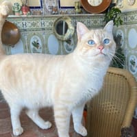 LAUU, chat à adopter