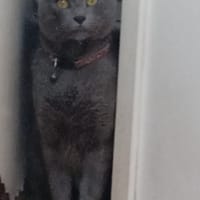 OTTO, chat à adopter