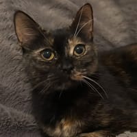 Eden, chatte à adopter