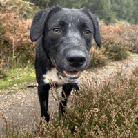 Barney, dog to adopt