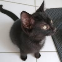 salem, chat à adopter
