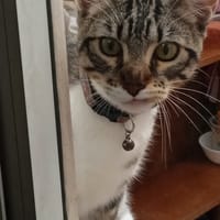 BAMBINO, chat à adopter